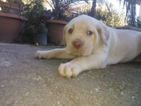 cuccioli di cane corso rustico